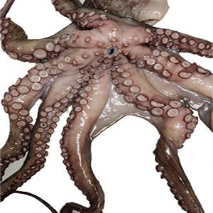 Octopus / Lb