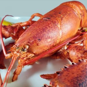 Lobster Live / Lb