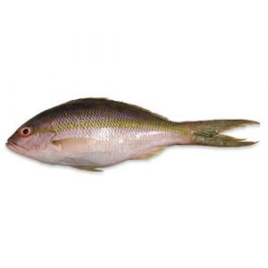 Whole Key West Yellow Tail 2-4 lb